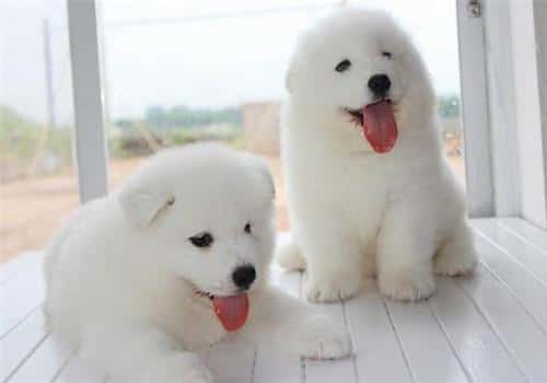 纯种萨摩耶有什么特征（萨摩耶是大型犬还是中型犬）