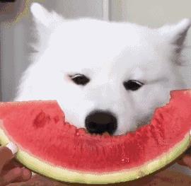 纯种萨摩耶有什么特征（萨摩耶是大型犬还是中型犬）