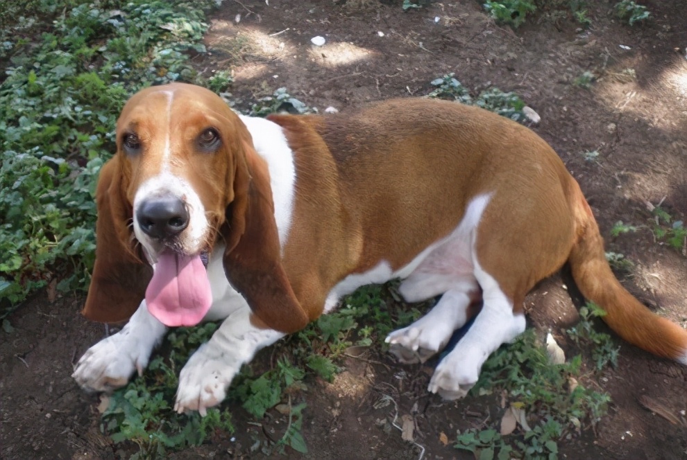 巴吉度犬厉害吗（巴吉度犬的优缺点）
