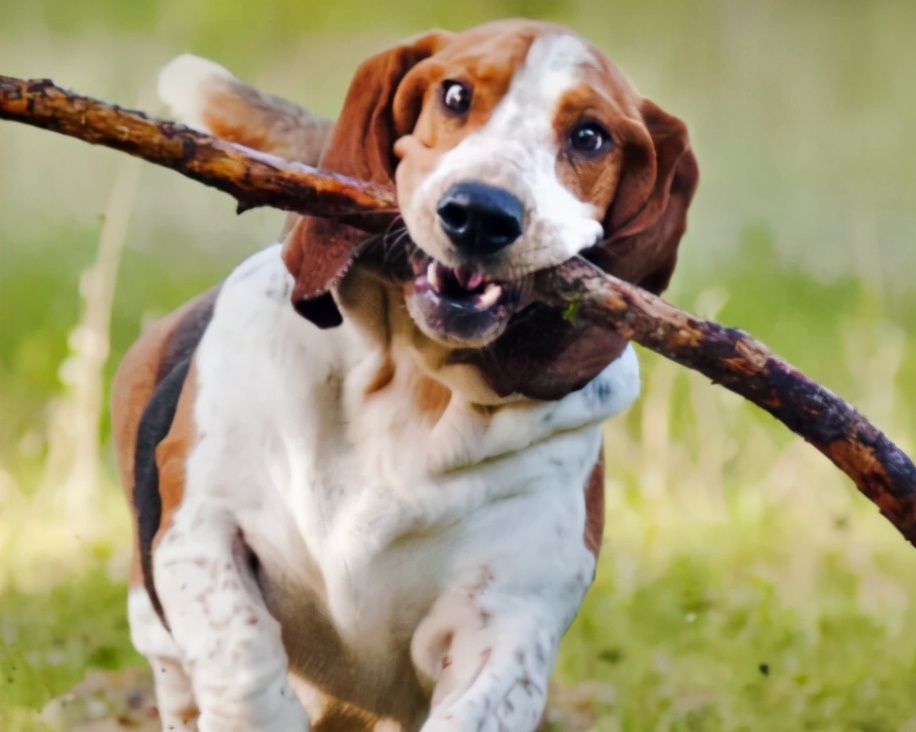 巴吉度犬厉害吗（巴吉度犬的优缺点）