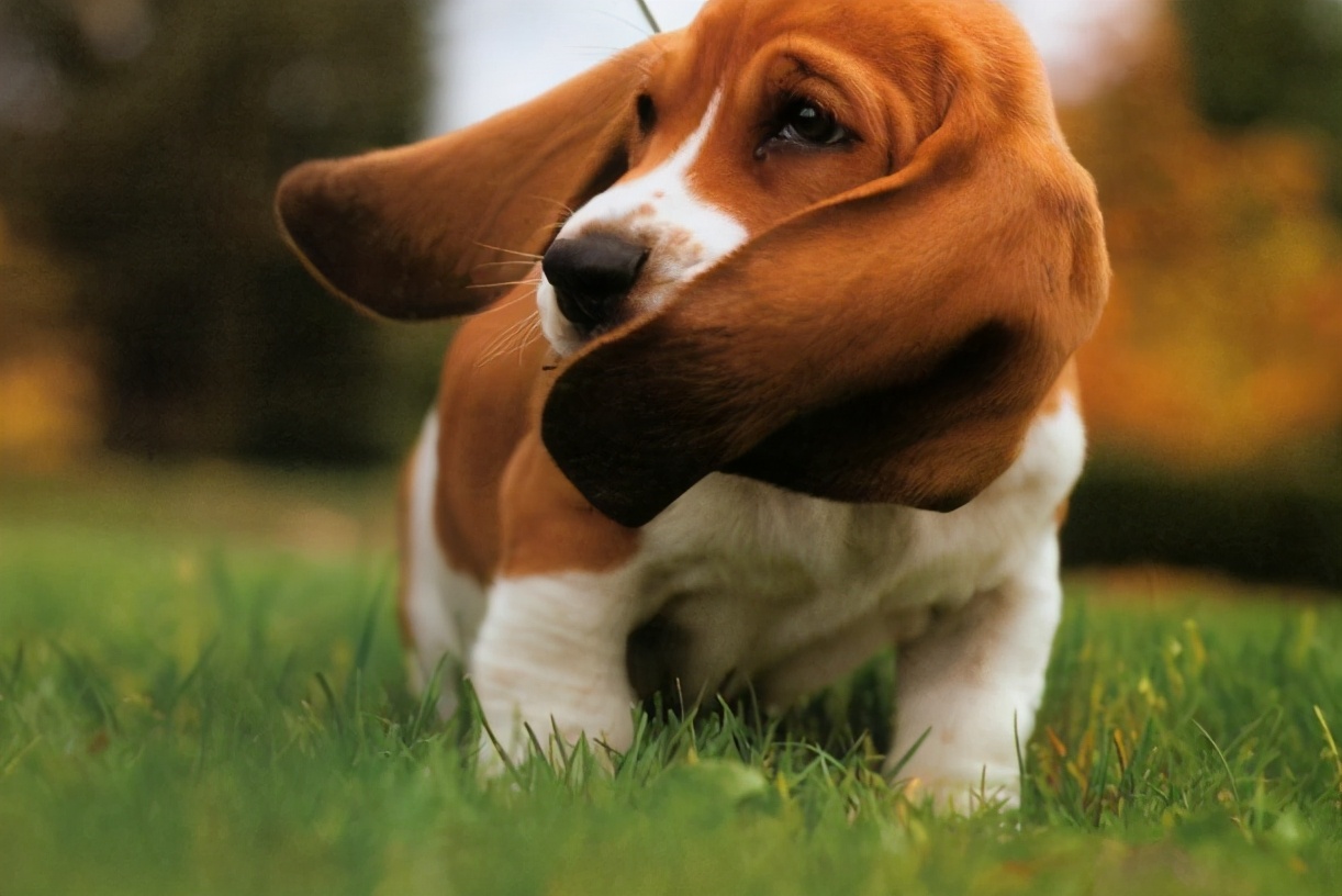 巴吉度犬厉害吗（巴吉度犬的优缺点）