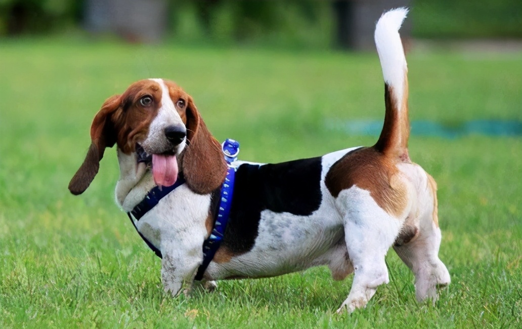巴吉度犬厉害吗（巴吉度犬的优缺点）
