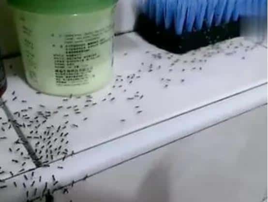 灭家里蚂蚁（屋里有蚂蚁怎么彻底根除）