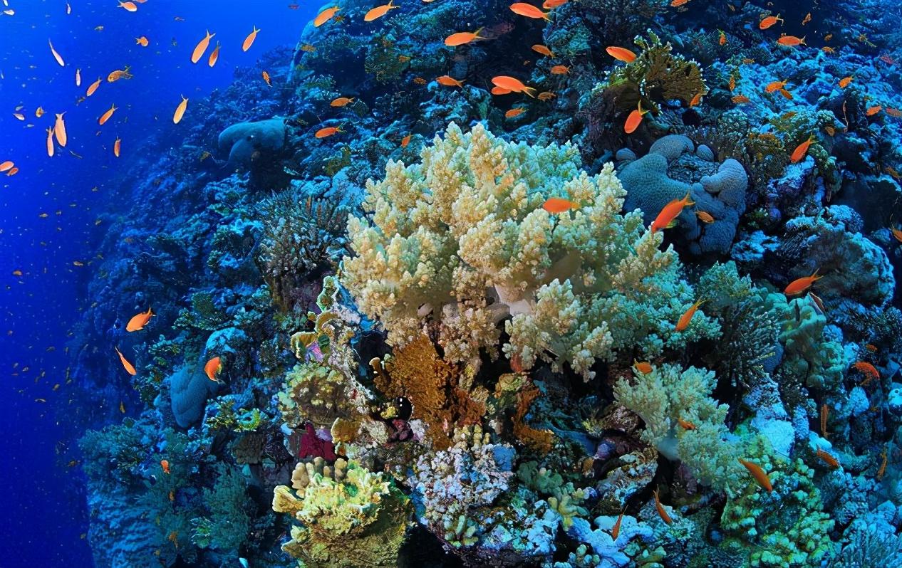 世界上盐度最高的海(世界盐度最高的海是什么海)