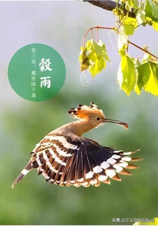 谷雨的由来(谷雨节气的由来和风俗)