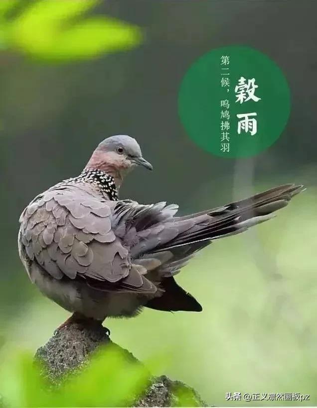 谷雨的由来(谷雨节气的由来和风俗)