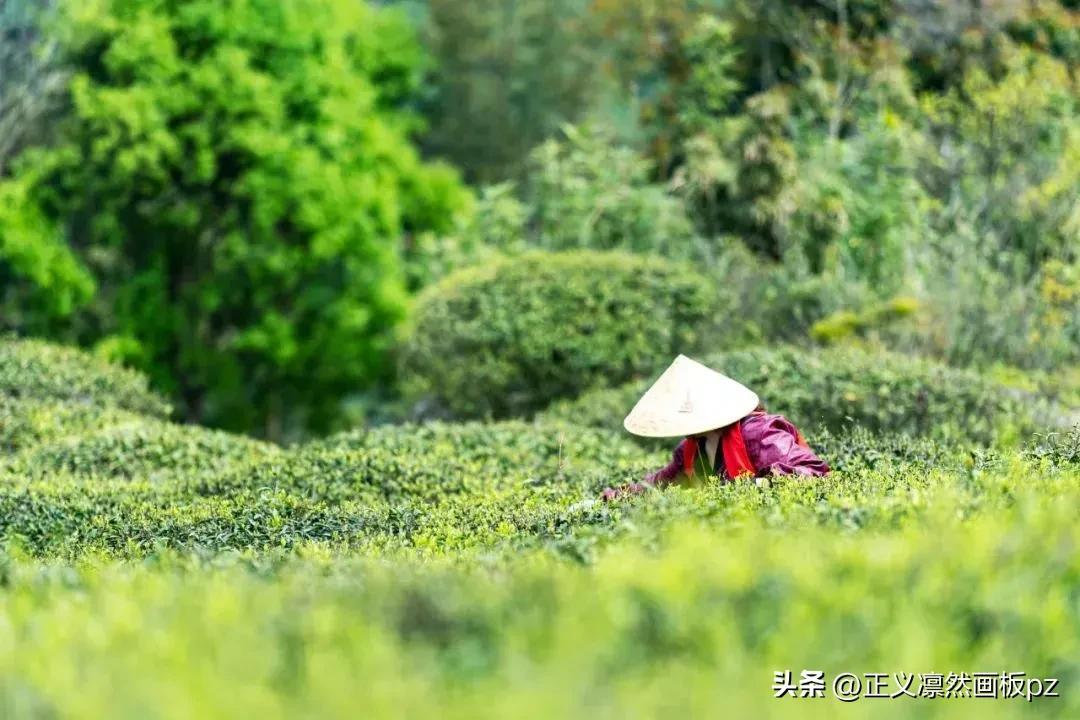 谷雨的由来(谷雨节气的由来和风俗)