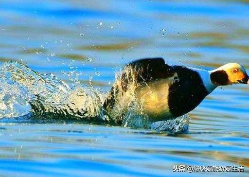 世界最大的淡水湖是什么湖(世界最大的淡水湖)
