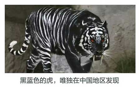 黑蓝虎灭绝了吗(黑蓝虎真的存在吗)