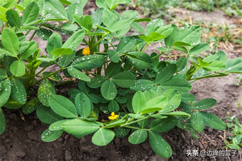 几月份种花生(几月种花生比较好)