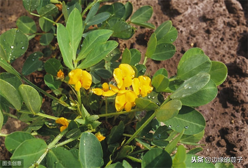 几月份种花生(几月种花生比较好)