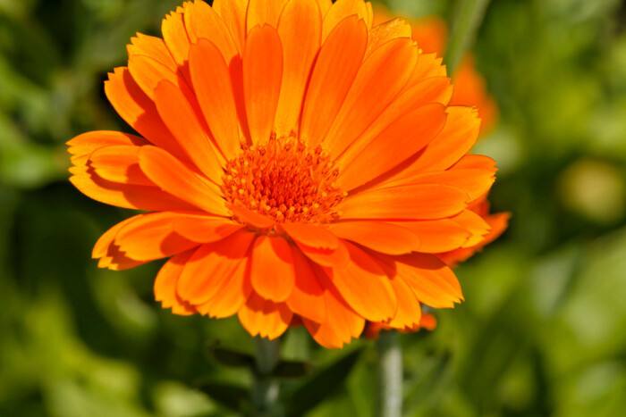五月是什么花开的季节(五月开的花都有哪些花)