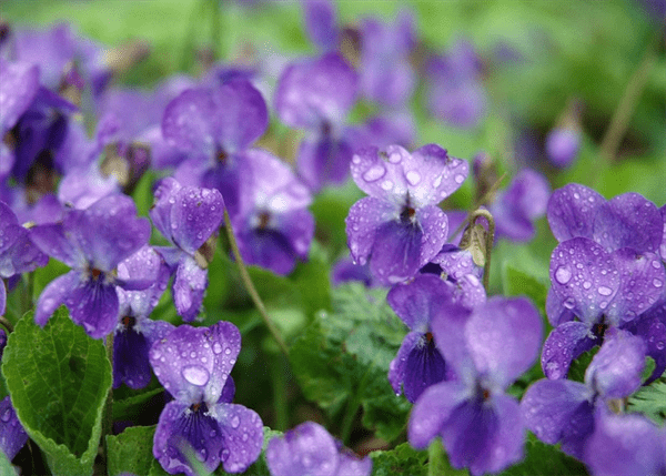 五月是什么花开的季节(五月开的花都有哪些花)