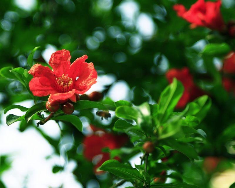 五月是什么花开的季节(五月开的花都有哪些花)