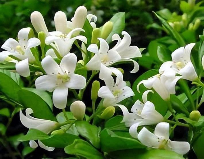 五月是什么花开的季节(五月开的花都有哪些花)