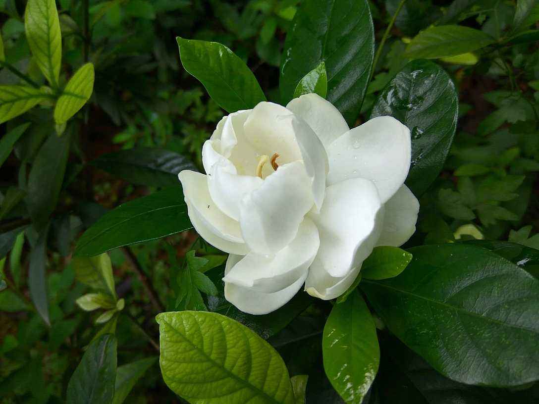 五月是什么花开的季节(五月开的花都有哪些花)