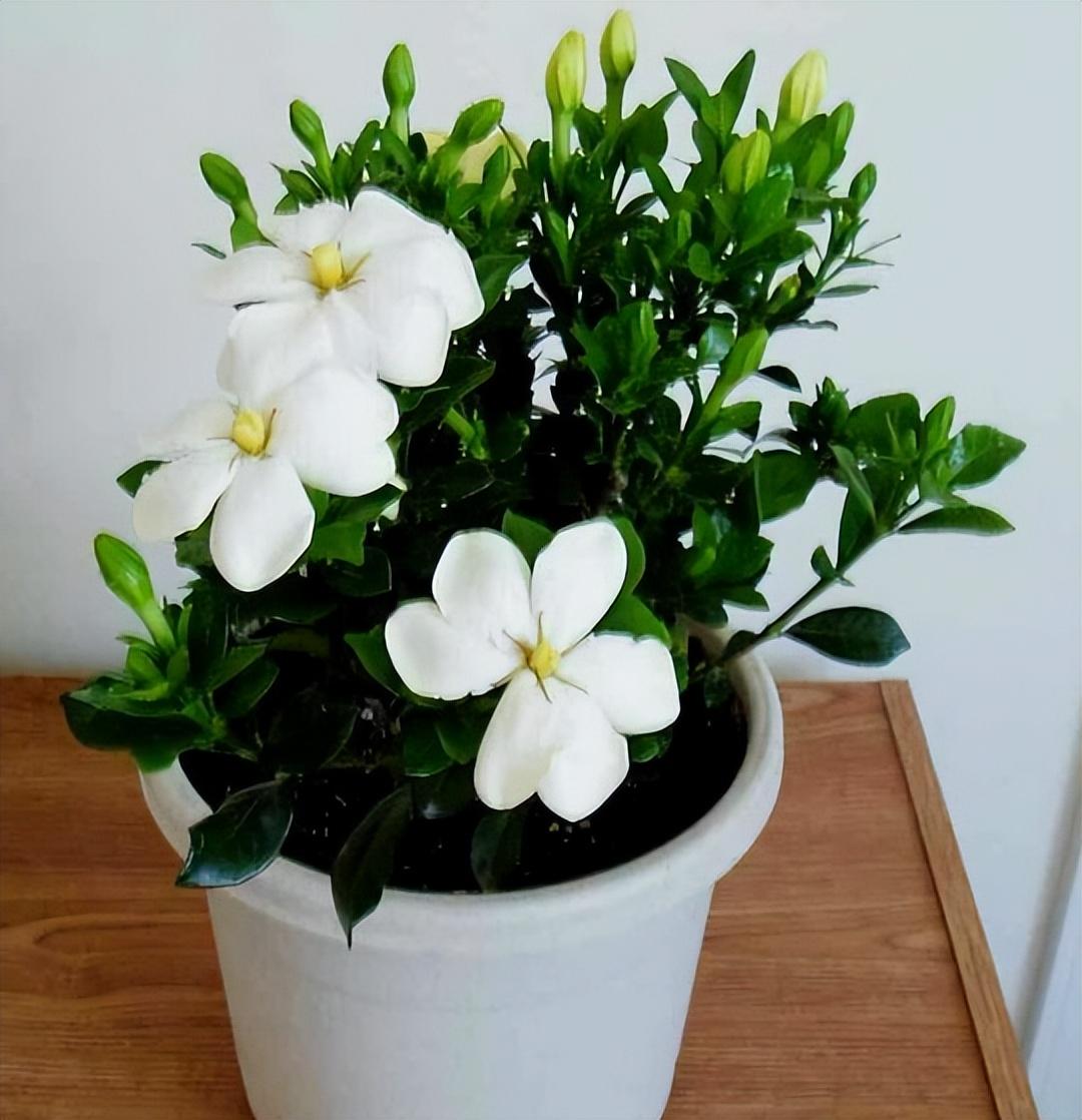 五月是什么花开的季节(五月开的花都有哪些花)