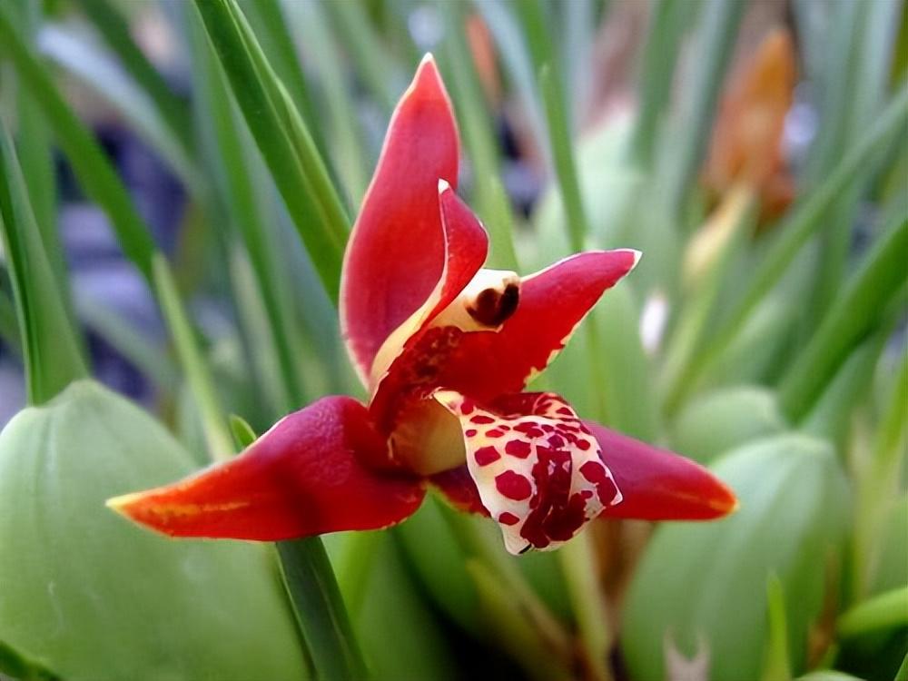 五月是什么花开的季节(五月开的花都有哪些花)