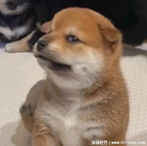 ​网络用语修勾是什么意思梗，小狗的谐音梗(如今多用于骂人)