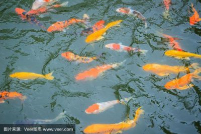 ​鱼儿在水里游来游去改为拟人句(鱼儿在水里游来游去的拼音声调)