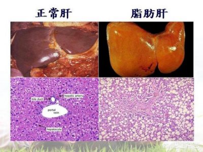 ​酒主要的成分是什么？酒主要成分是什么和水