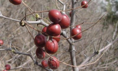 ​野生酸枣的6种功效与作用 酸枣的做法大全