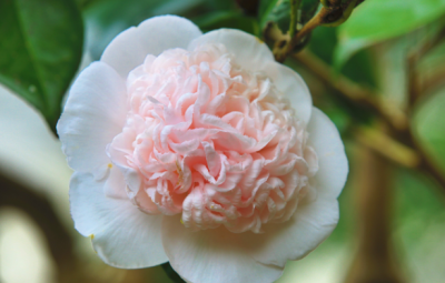 ​山茶花养殖方法  山茶花花语