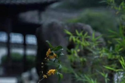 ​君子尚拙是什么意思