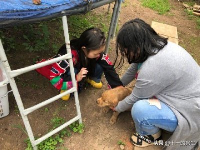 ​什么是星期狗？星期狗有哪些症状？如何辨别一只狗是不是星期狗？