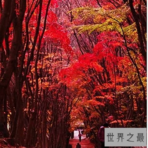 世界上最美的十个地方，每一个都好似仙境。