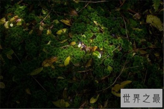 世界上最美丽的国家排行榜前十名，适合和恋人前去