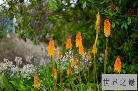 世界上最美丽的国家排行榜前十名，适合和恋人前去