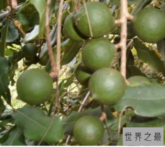 ​世界上最贵的10种食物排行榜，世界上最贵的10种食物哪个最贵？