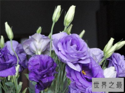 ​世界上最贵的10种鲜花，斯里兰卡仙人掌花有市无价