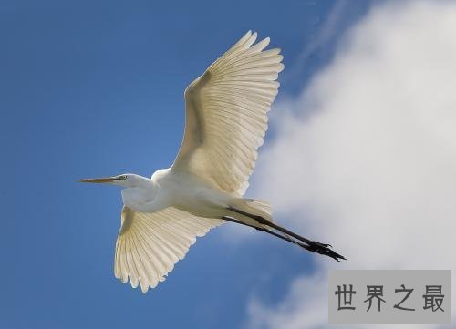 世界上最美丽的十大鸟类，这两种非常适合家养。