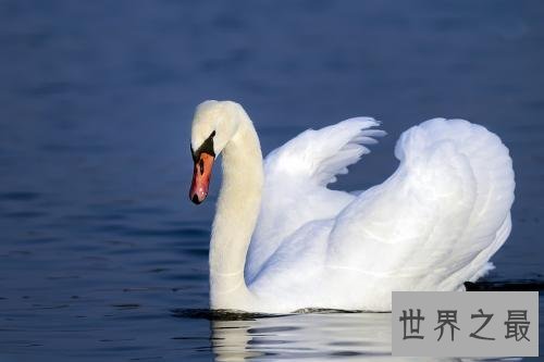 世界上最美丽的十大鸟类，这两种非常适合家养。