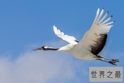 世界上最美丽的十大鸟类，这两种非常适合家养。