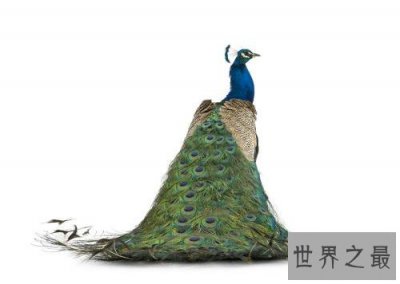 ​世界上最美丽的十大鸟类，这两种非常适合家养。