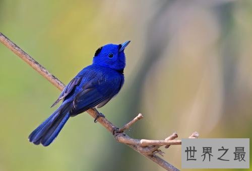 世界上最美丽的十大鸟类，这两种非常适合家养。