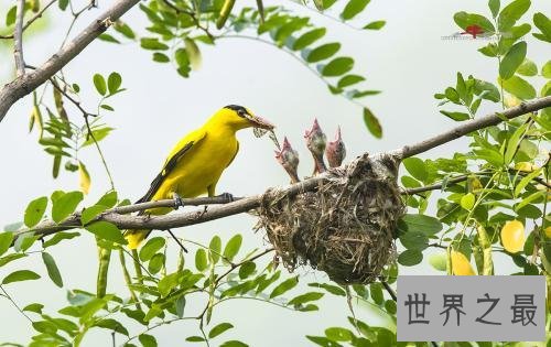 世界上最美丽的十大鸟类，这两种非常适合家养。
