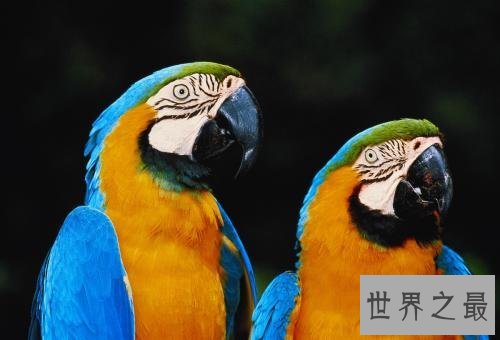 世界上最美丽的十大鸟类，这两种非常适合家养。