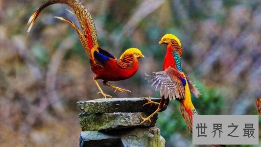 世界上最美丽的十大鸟类，这两种非常适合家养。
