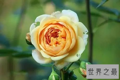 世界上最美的十大月季花，名字太高端上档次了。