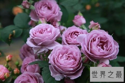 世界上最美的十大月季花，名字太高端上档次了。