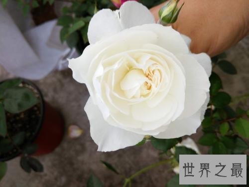世界上最美的十大月季花，名字太高端上档次了。