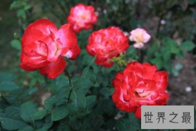 ​世界上最美的十大月季花，名字太高端上档次了。