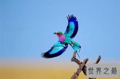 世界上最美的鸟，孔雀只排第二