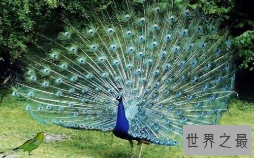 世界上最美的鸟，孔雀只排第二