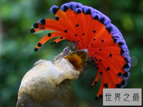 世界上最美的鸟，孔雀只排第二