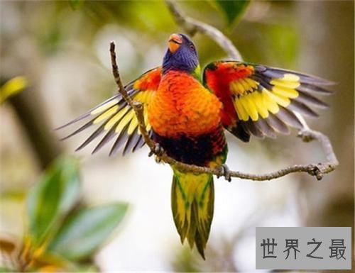 世界上最美的鸟，孔雀只排第二